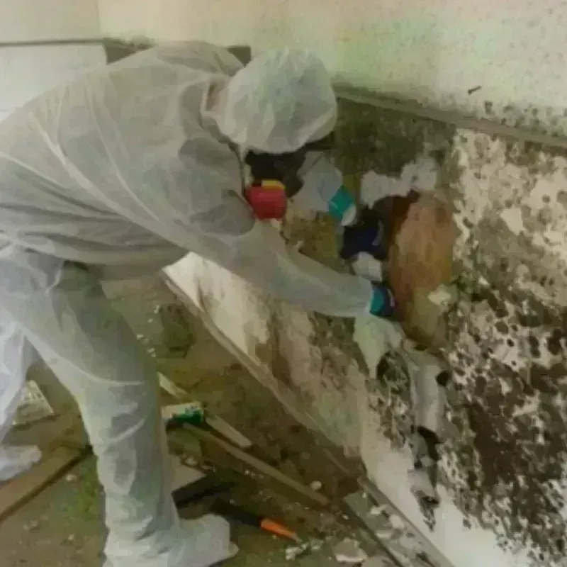 Mold Remediation and Removal in Plaquemines Parish, LA